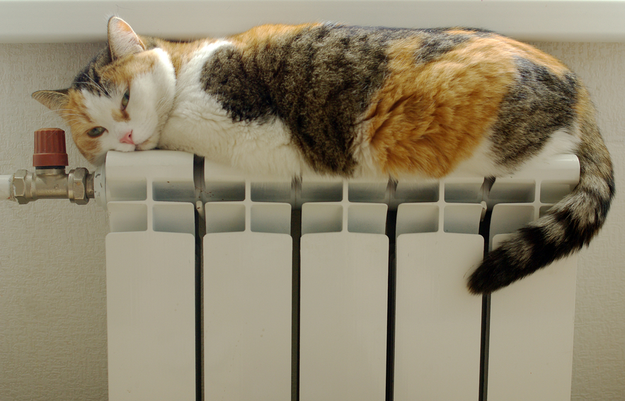 Cat basking in the radiator in home