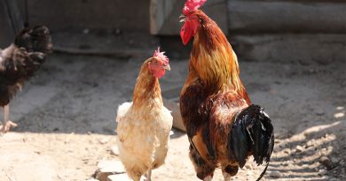 В Оршанcком районе будут продаваться молодые и взрослые куры-несушки, цыплята бройлеры