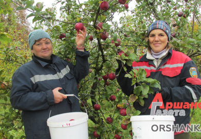 На Оршанщине начался сбор яблок