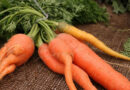 Почему морковь растет рогатой