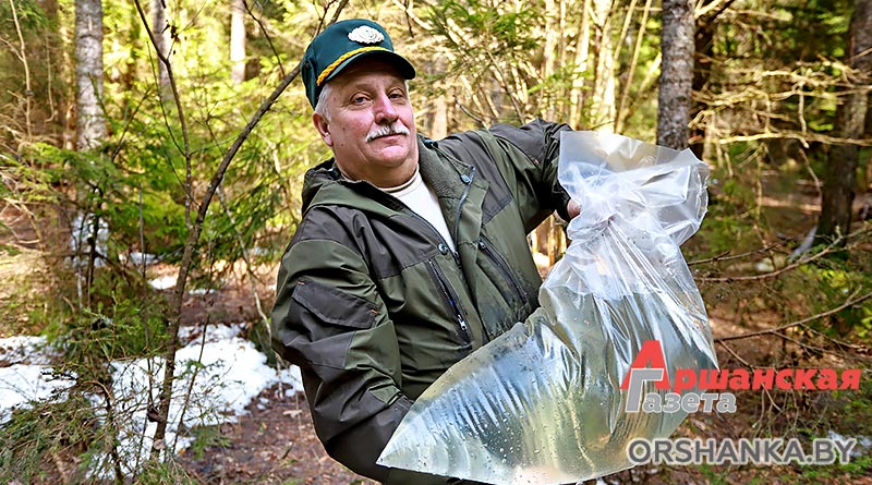 березовый сок, оршанский лесхоз, лесничество, заготовка сок, древесина, лес, экология, природа