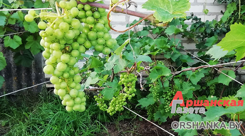 Все о винограде. От весенней обрезки до уборки урожая — Новости Орши