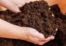Грунт для рассады: купить или заготовить самим?
