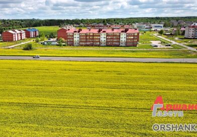 В Оршанском районе цветет рапс