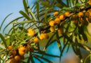 Какими полезными свойствами обладает облепиха